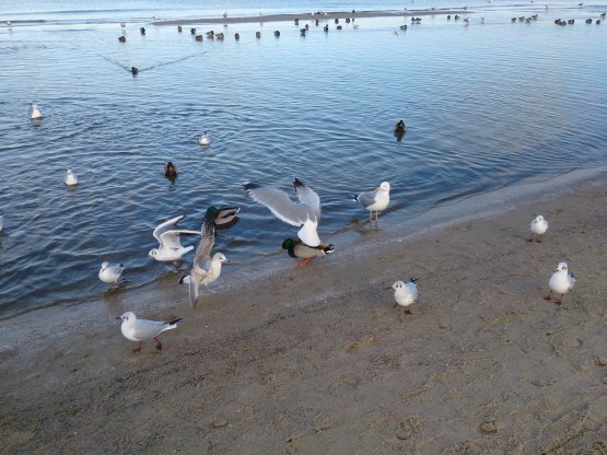 Möwen am Strand